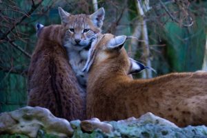 Luchs Nachwuchs im Reinhardswald Natürlich Jagd