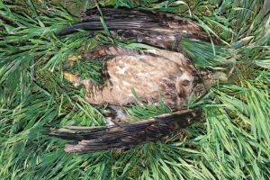 Seeadler Und Rotmilan Bei Peine Mit Verbotenem Insektizid Vergiftet