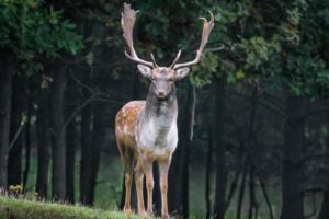 Gefahr Durch Wildunf Lle Mit Dam Und Schwarzwild Besonders Hoch