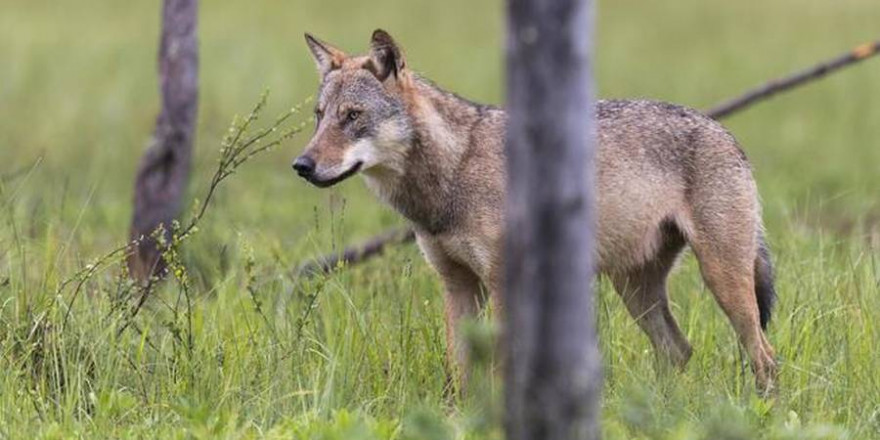 Bundestag beschließt die Änderung des Bundesnaturschutzgesetzes. Ein aktives Management fehlt weiterhin. Die Zahl der Wölfe steigt 2020 auf 1.800, Nutztierrisse nehmen zu. (Quelle: Rolfes/DJV)