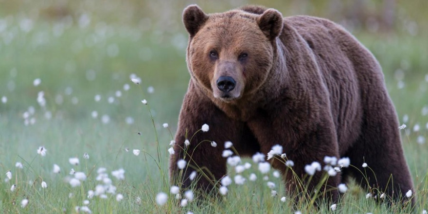 Der Bestand an Braunbären in Rumänien steigt seit Jahrzehnten kontinuierlich an und wird aktuell mit 8.300 Tieren beziffert. (Quelle: Rolfes/DJV)