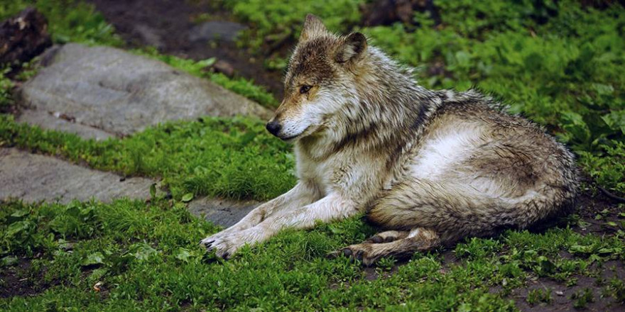 Ein liegender Wolf (© Landesforsten RLP Lamour/Hansen)