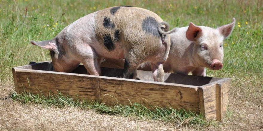 Zwei Schweine an einem Trog (Symbolbild: matildanilsson)