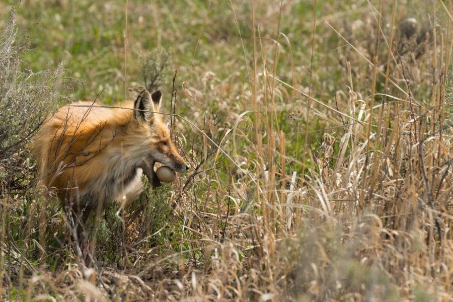 Ein Fuchs räubert ein Gelege aus (Symbolbild: iStock/birchesphotography)