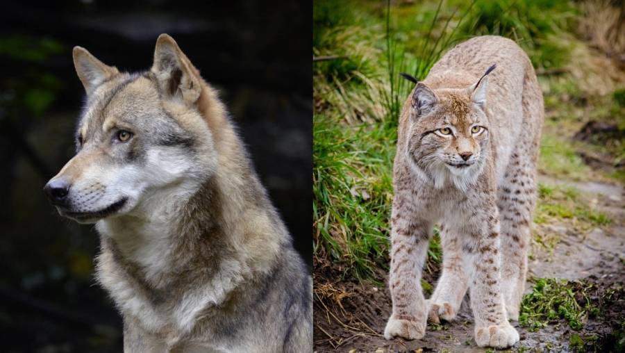 Luchs und Wolf (Symbolbilder: Andrea Bohl/Pexels)