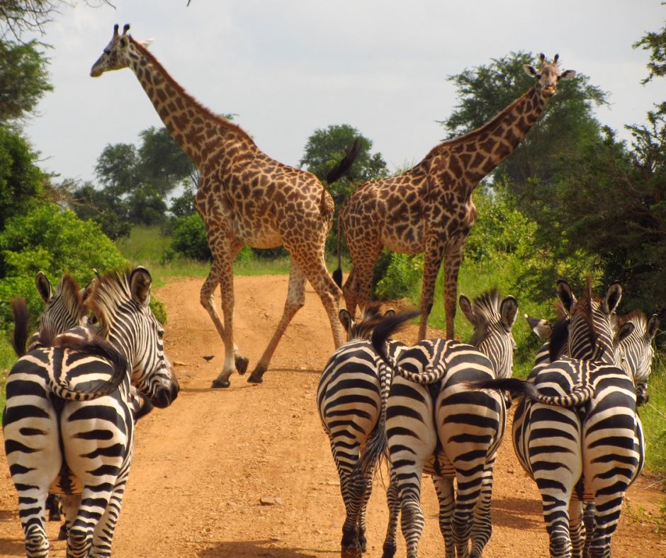 Kontrovers diskutiert: Der Britische Gesetzentwurf zu Jagdtrophäenimporten. Hier zu sehen Giraffen und Zebras. (Symbolbild: Ben Harris) 