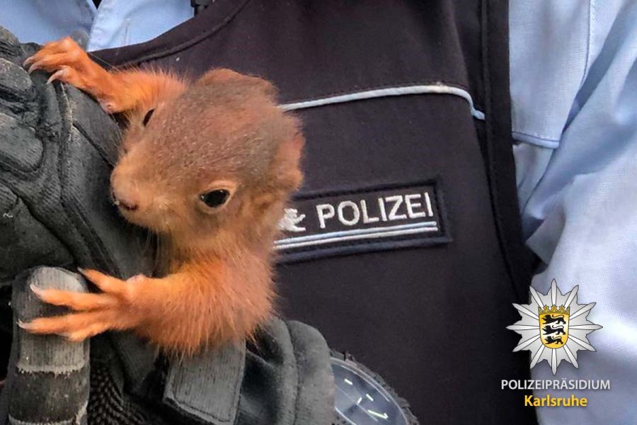Ein Polizist mit einem Eichhörnchen in der Hand. (Foto: Polizeipräsidium Karlsruhe)