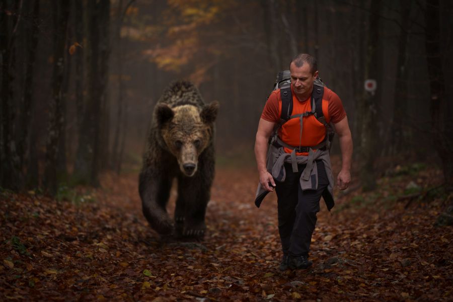 Ein Mann mit einem Rucksack wandert in einem Bergwald und wird dabei von einem Bären verfolgt. (Symbolbild: iStock/xalanx)