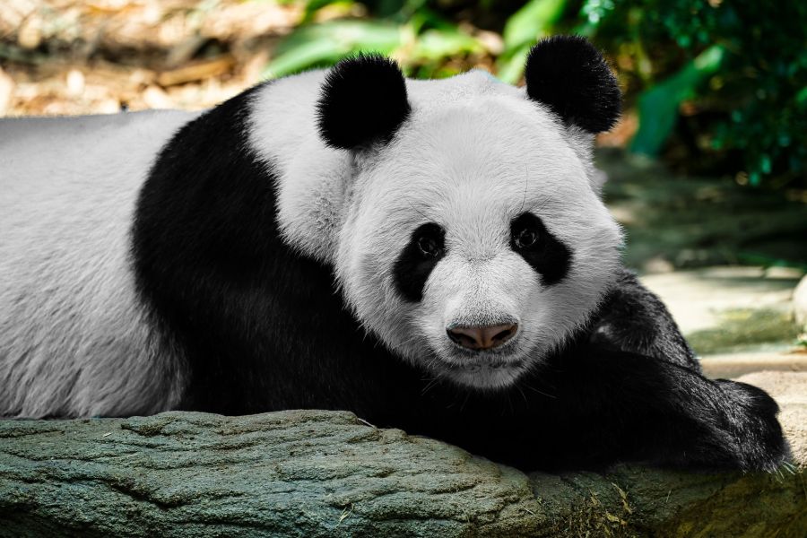 Evolutionär betrachtet werden Pandas eher als schwache Spezies angesehen, sehen dabei aber so süß aus… (Symbolbild: John Leong)