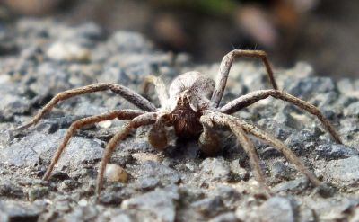 Eine Nosferatu-Spinne. (Foto: Peter Schmidt)