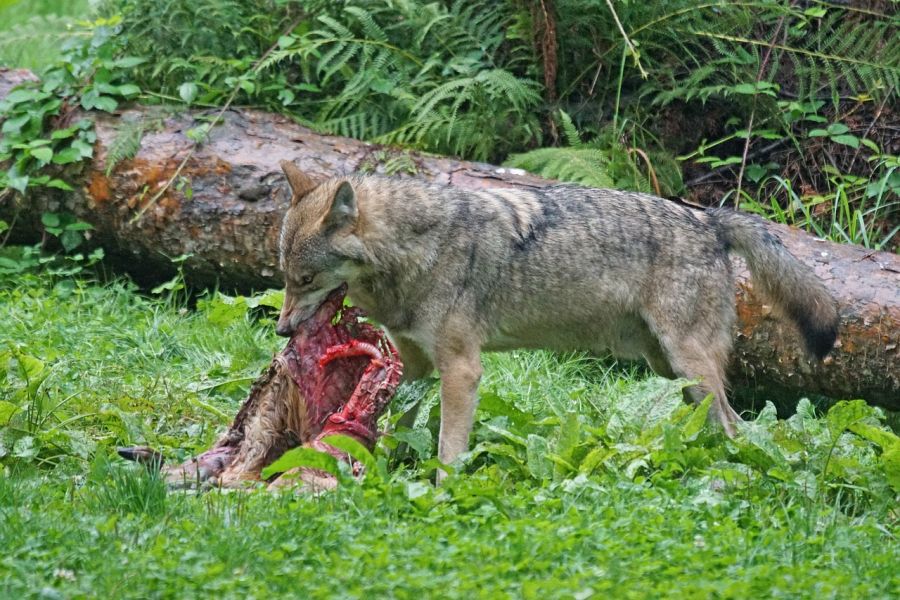 Ein Wolf mit einem gerissenen Reh. (Symbolbild: Marcel Langthim)