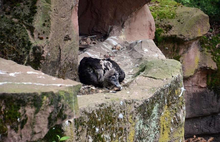Der junge Adoptiv-Bartgeier neben seinem Nest im Tiergarten Nürnberg. (Foto: Tiergarten Nürnberg/ Luisa Rauenbusch)