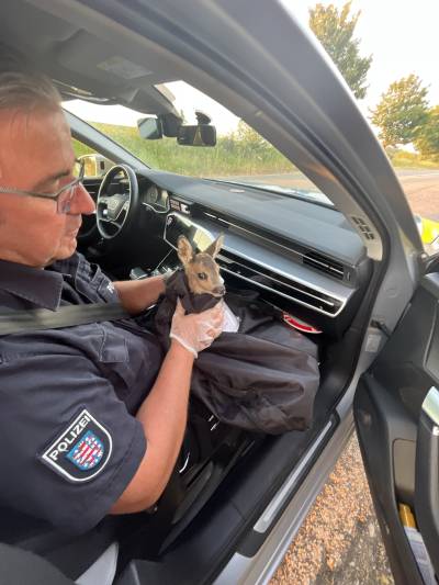 Das Rehkitz im Streifenwagen auf dem Schoß eines Polizisten. (Foto: Autobahnpolizeiinspektion Thüringen)