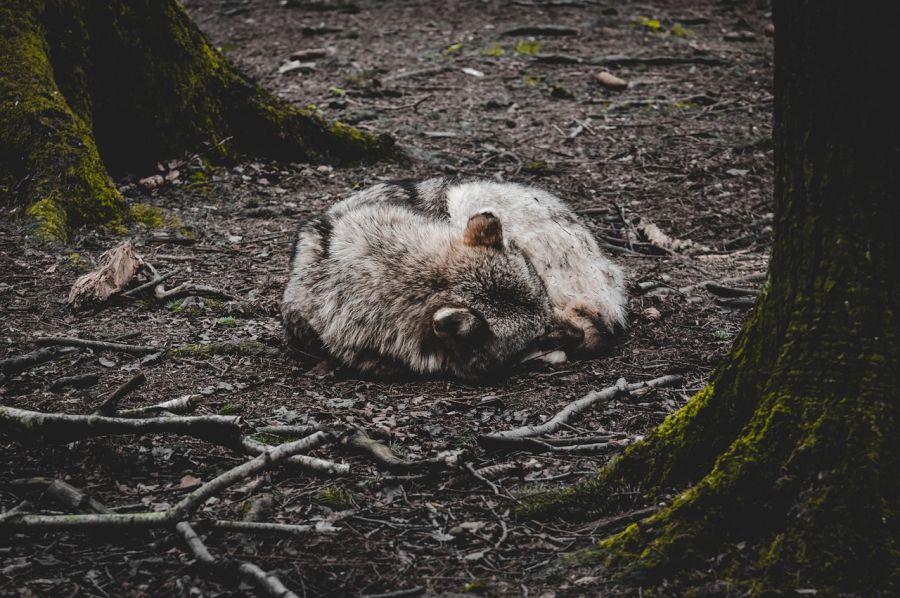 Ein auf dem Waldboden zusammengerollter Wolf. (Symbolbild_ Alexas_Fotos)