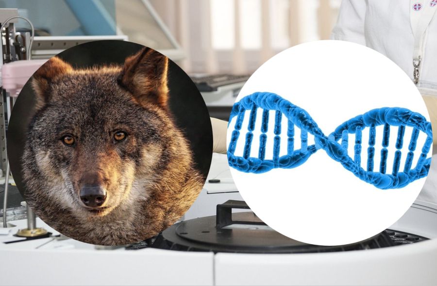 Die Schweizer ändern ihre Analysemethode, um Wölfe auf Individualebene genetisch identifizieren zu können. (Quelle: PublicDomainPictures/Maryse Rebaudo/Darko Stojanovic auf Pixabay)