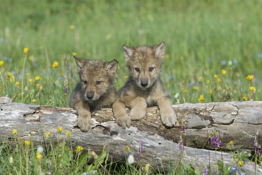 Zwei Wolfswelpen auf einer Wiese. (Symbolbild: iStock/JohnPitcher)