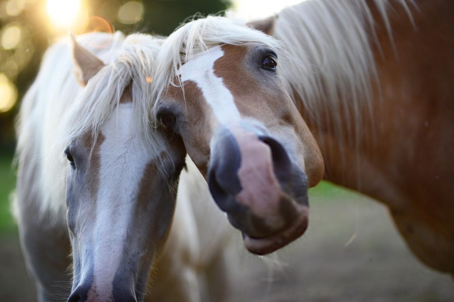 Zwei Pferde deren Köpfe sich berühren, während sie in die Kamera schauen. (Symbolbild: Ralf Siebeck auf Pixabay) 