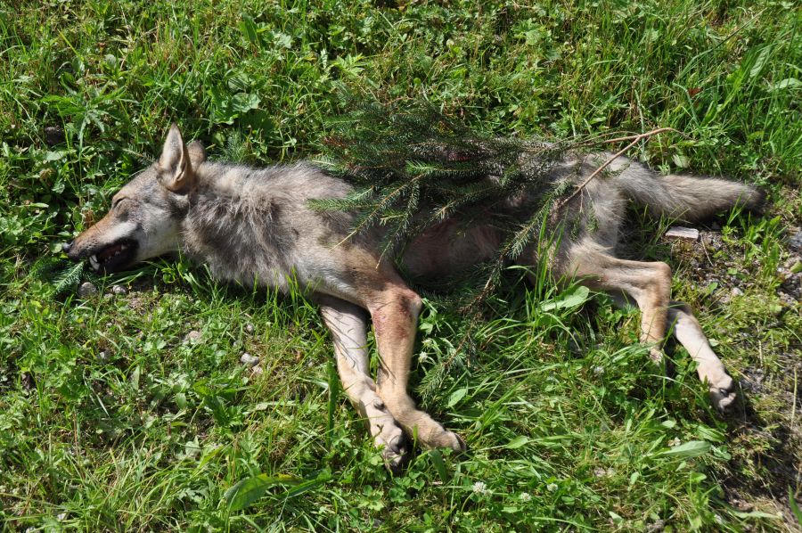 Am Samstag, 8. Juli 2023, wurde im Gebiet Hochkönig und Steinernes Meer der erste Wolf auf Basis der gültigen Problemwolf-Verordnung geschossen. (Foto: Land Salzburg / Hubert Stock)