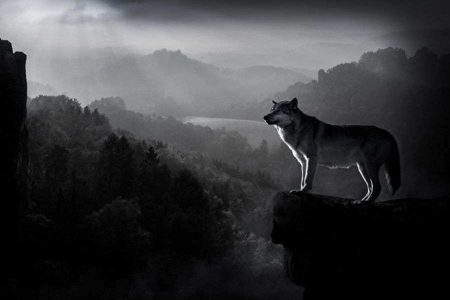 Ein Wolf im Gebirge. (Symbolbild: Yashwant Bairwa auf Pixabay)
