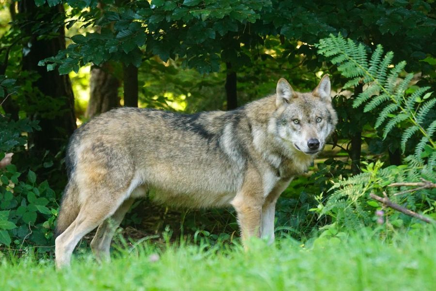 Ein Wolf auf einer Grünfläche. (Symbolbild: Marcel Langthim auf Pixabay)