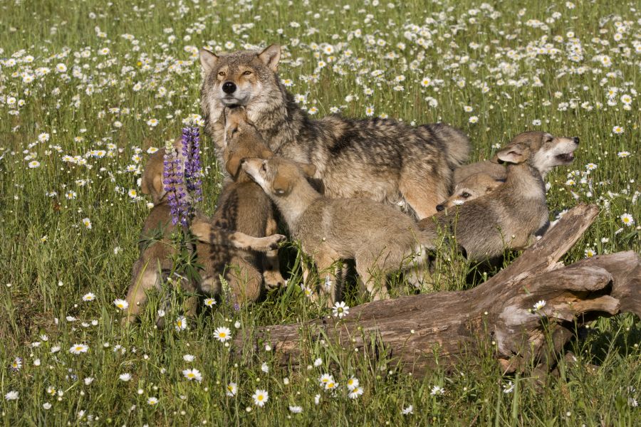 Eine Wölfin mit ihren Welpen. (Symbolbild: iStock/dssimages)