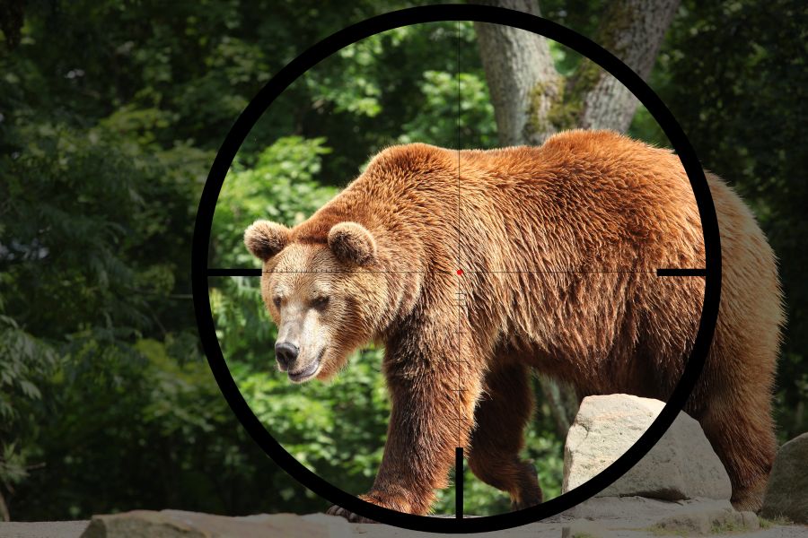 Ein Bär im Fadenkreuz. Wer auf einen Bären schießt, sollte ihn auch tunlichst mit dem ersten Schuss töten, sonst kann es sehr gefährlich werden. (Symbolbild: iStock/Tadoma)