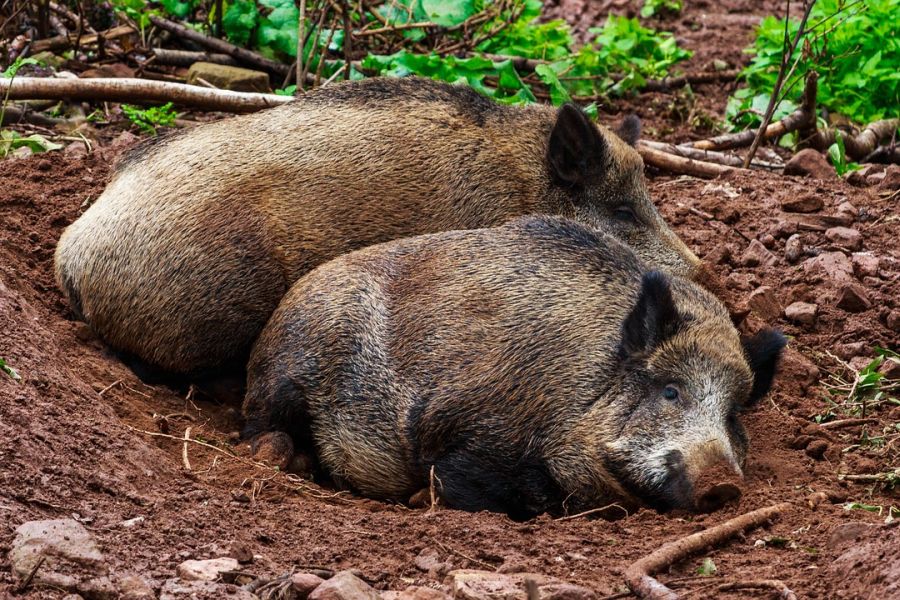 Zwei Wildschweine auf dem Waldboden liegend. (Symbolbild: Tommy auf Pixabay)