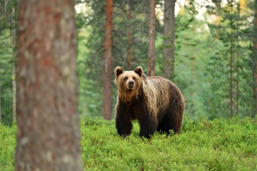 Ein Braunbär (ursus arctos) in einer Waldlandschaft. (Symbolbild: iStock/ErikMandre)