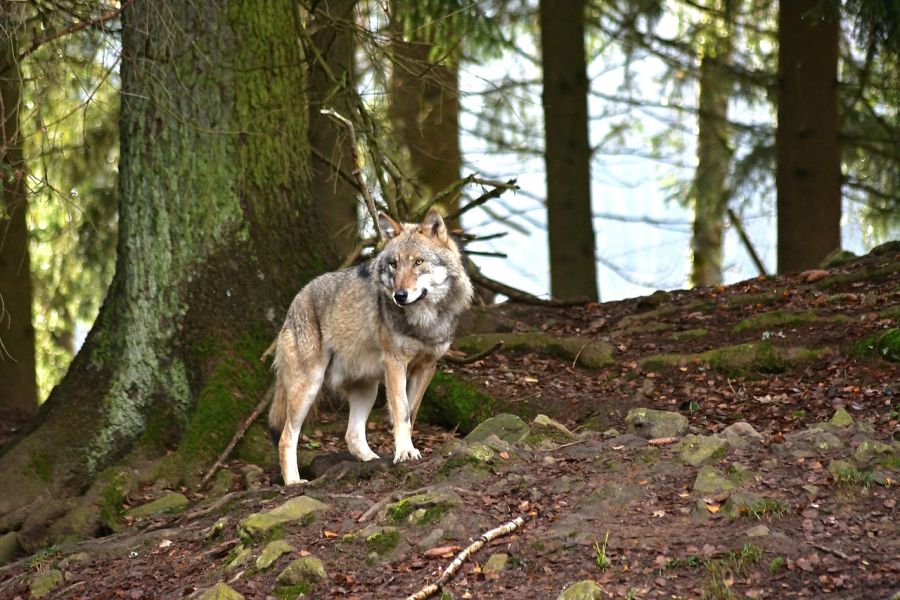 Ein Wolf an einem steinigen Hang in einem Wald. (Symbolbild: Jürgen auf Pixabay)
