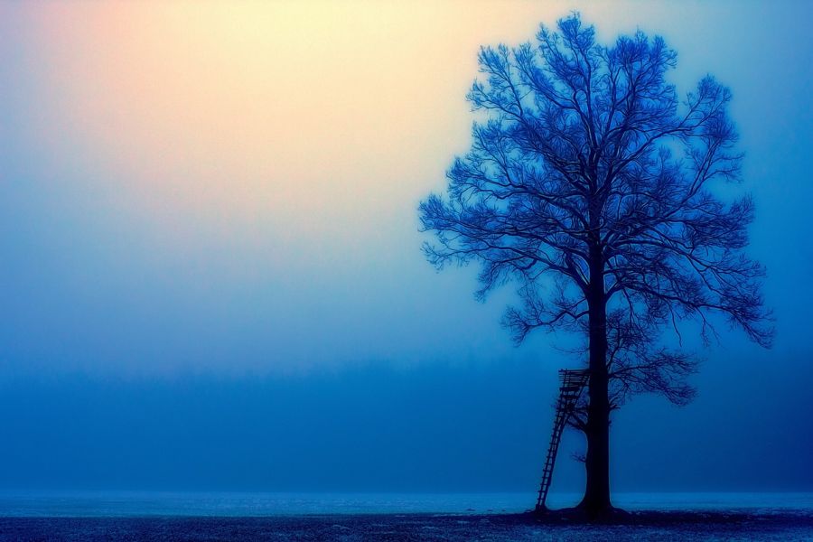 Eine an einen Baum angelehnte Ansitzleiter im Zwielicht. (Symbolbild: Joe auf Pixabay)