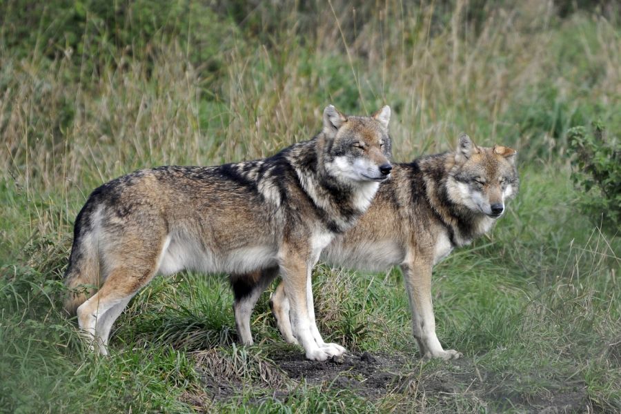 Zwei Wölfe auf einer Grünfläche. (Beispielbild: Klaus Müller auf Pixabay)