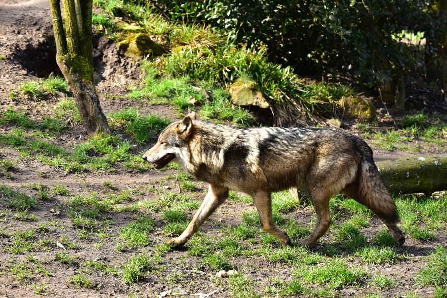 Der „gute Erhaltungszustand“ beim Wolf in Deutschland ist erreicht! (Symbolbild: Silvia auf Pixabay)