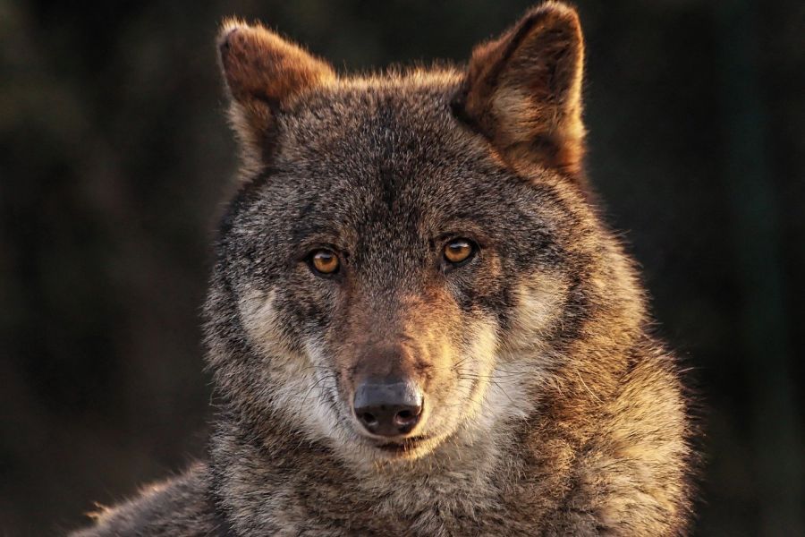 Ein Wolf. (Symbolbild: Maryse Rebaudo auf Pixabay)