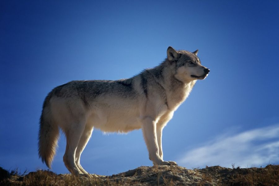 Das AFN fordert die Bundespolitik auf, rechtliche Änderungen vorzunehmen, um zu einem aktiven Wolfsmanagement zu kommen. (Symbolbild: David Mark auf Pixabay)