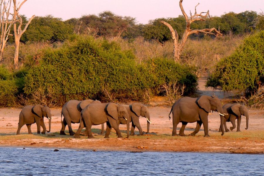 Elefanten im Chobe-Nationalpark, Botswana. (Foto: Herbert Bieser auf Pixabay)