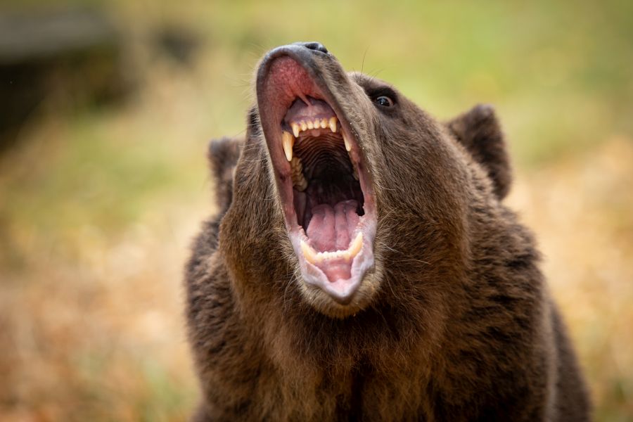 Ein Bär mit weit aufgerissenem Maul. (Symbolbild: iStock/Warren A Metcalf)