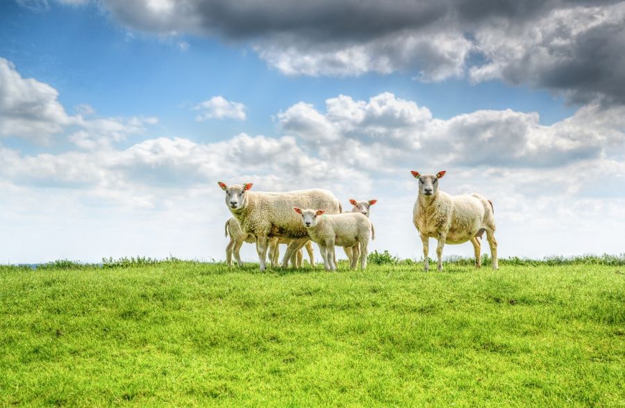 Schafe auf einer Weide auf dem „Platten Land“. (Symbolbild: Rudy and Peter Skitterians auf Pixabay)