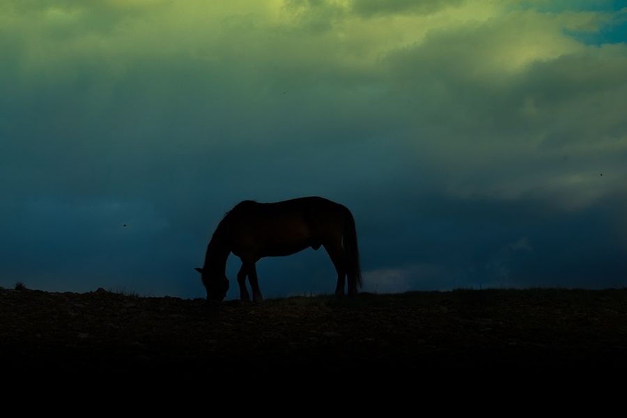 Ein Pferd im Dunklen. (Symbolbild: Ciprian Catalin Budau auf Pixabay)