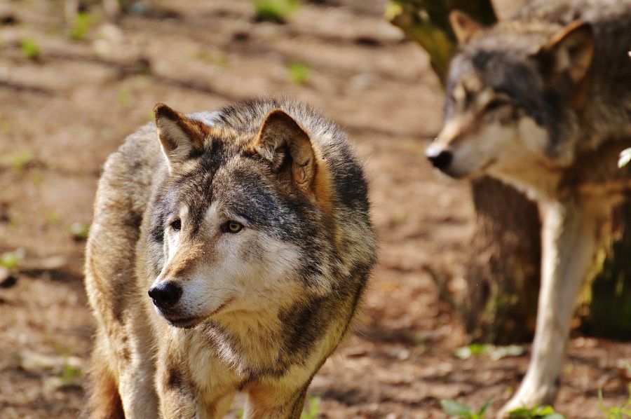 Zwei Wölfe. (Symbolbild: Alexa auf Pixabay)