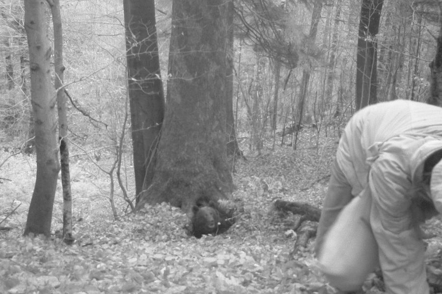 Eine Wildkamera hat den Moment festgehalten als der Bär aus dem Eingang zu seiner Höhle, der sich unter einem Baum befand, hinausschaut und der Aktivist die Beine in die Hand nimmt. (Quelle: Michal Gzowski; @GzowskiMichal auf X)