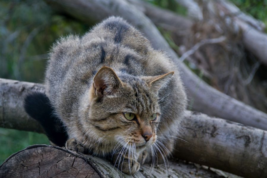 Eine Wildkatze sitzt auf einem umgefallenen Baumstamm und lauert ihrer Beute auf. (Foto: © Dr. Tilo Geisel/MLUK)