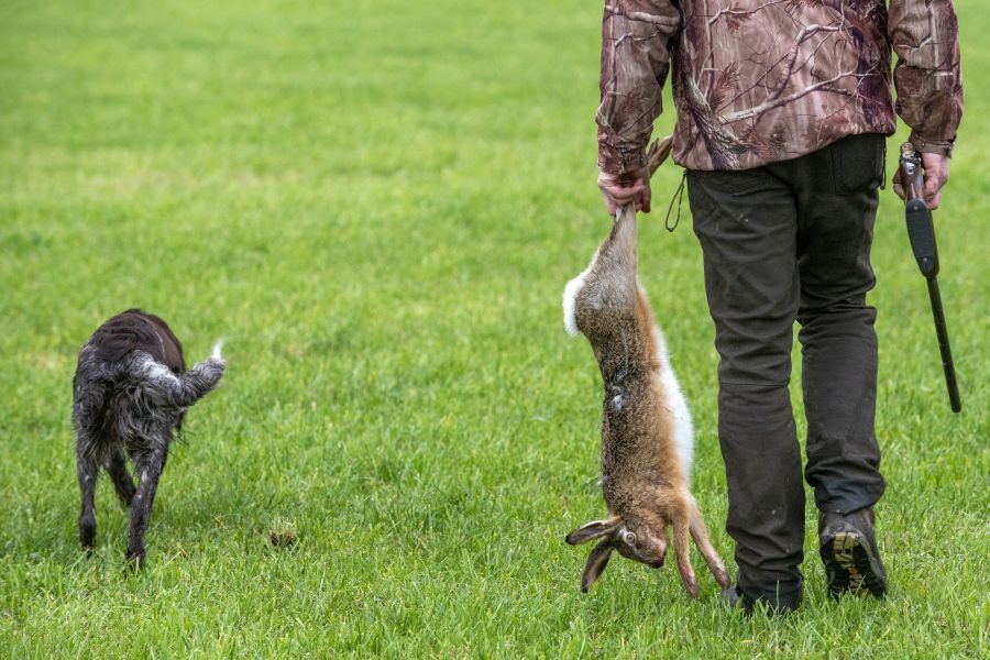 Ein Jäger mit seinem Hund, der einen erlegten Hasen und seine Schrotflinte trägt. (Symbolbild: iStock/RobertHoetink)