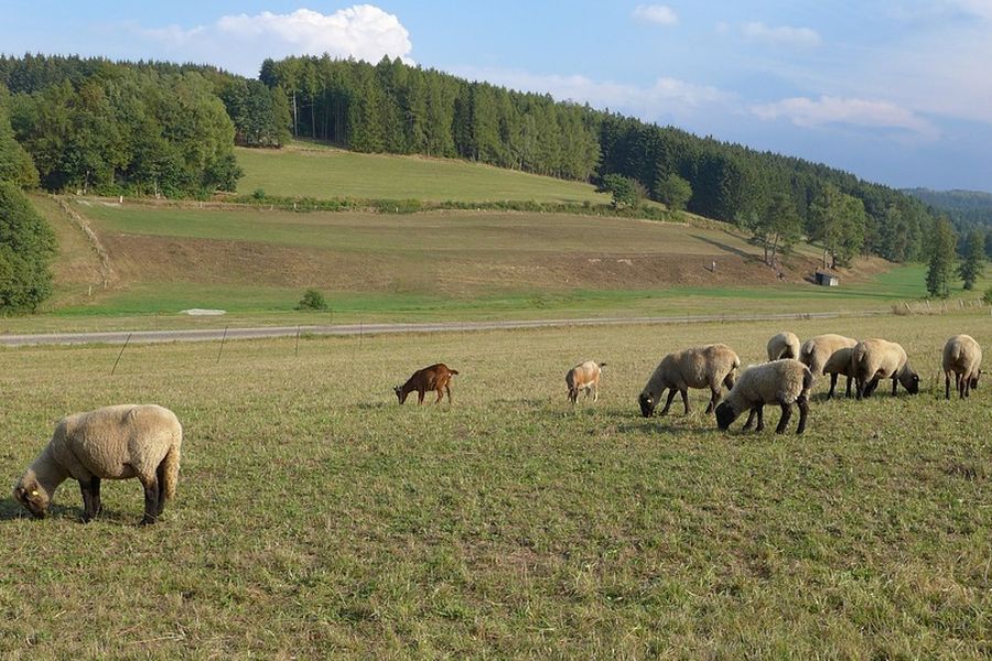 Weidende Schafe in der Rhön. Mit diesem Zaun würde der Weidetierhalter mit Sicherheit keine Entschädigung für gerissenen Schafe bekommen. (Symbolbild: Petra Faltermaier auf Pixabay)