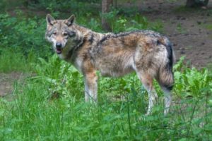 Switzerland Approves Preventive Regulation of Wolf Packs to Mitigate Damage