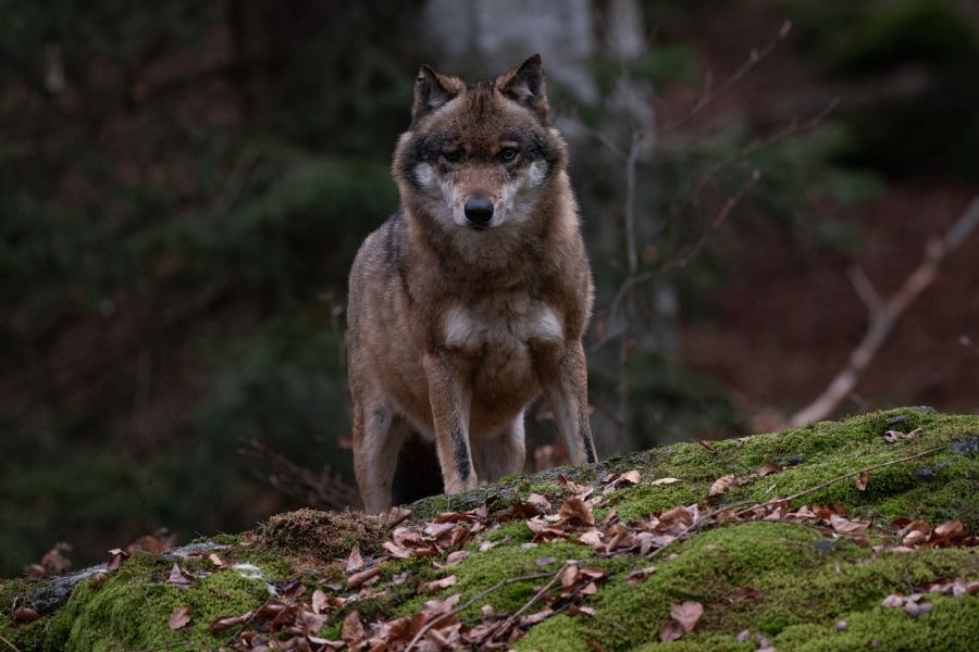 Ein Wolf im Gebirge. (Symbolbild: Eszter Miller auf Pixabay)