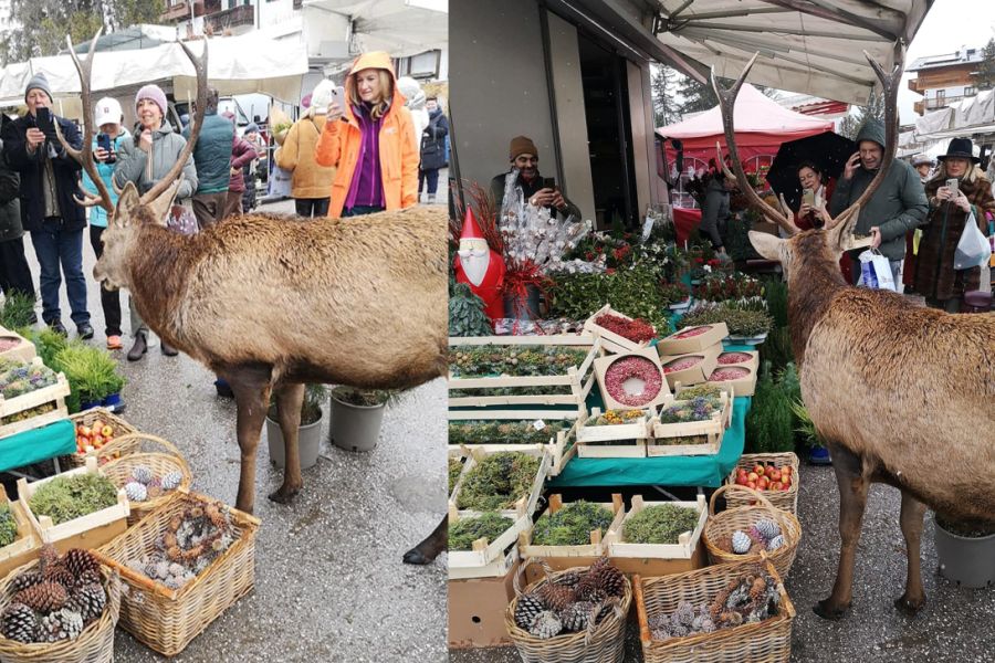 Ein Rothirsch bedient sich an den Marktständen in Cortina d’Ampezzo, während er von vielen Marktbesuchern mit dem Handy aufgenommen wird. (Fotos: Mercato Cortina d'Ampezzo/Facebook)