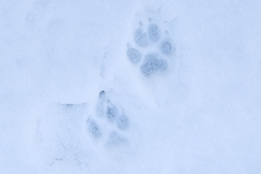 Wolfsspuren im Schnee. (Foto: Aimar Rakko)
