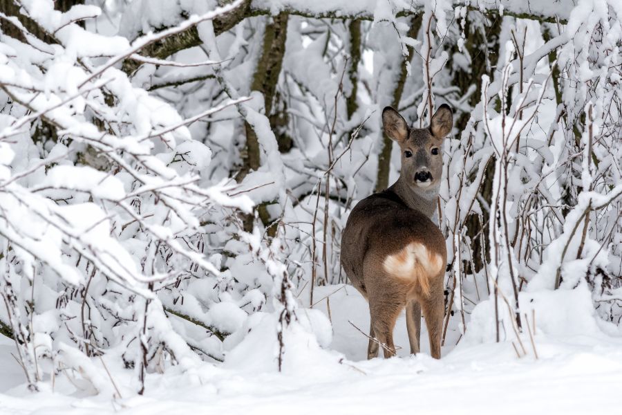 Eine Ricke im verschneiten Wald. (Symbolbild: iStock/xtrekx)