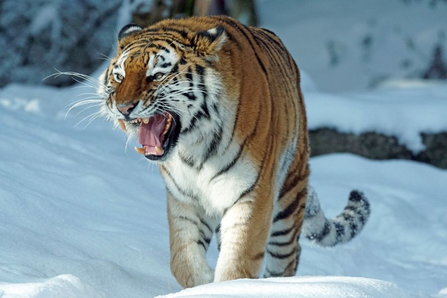 Ein Sibirischer Tiger, auch Amurtiger genannt, im Schnee. (Symbolbild: Marcel Langthim auf Pixabay)