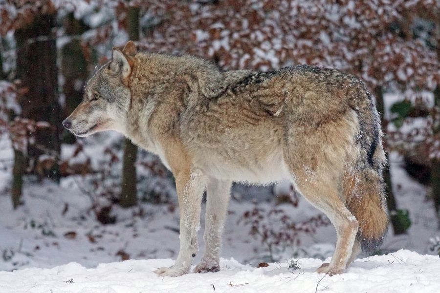 Ein einzelner Wolf im Schnee. (Symbolbild: Marcel Langthim auf Pixabay)